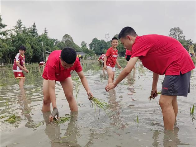 成都棠外空港青少年体育俱乐部举办田间插秧公益活动