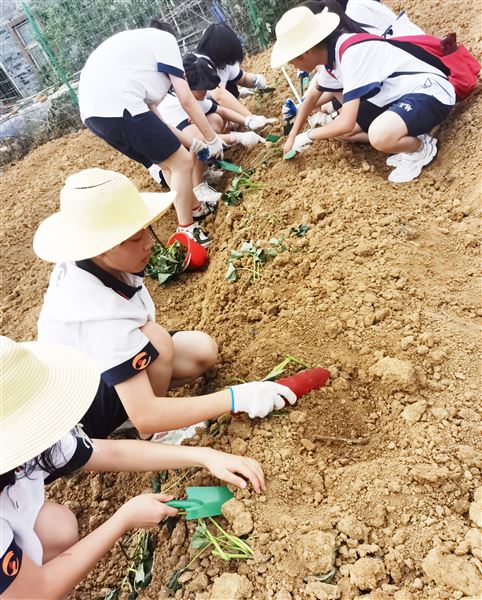 看，我们在空港花田挖呀挖呀挖