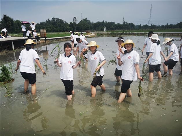 同学们下田插秧