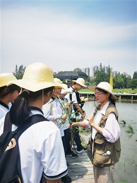 同学们学习插秧技术