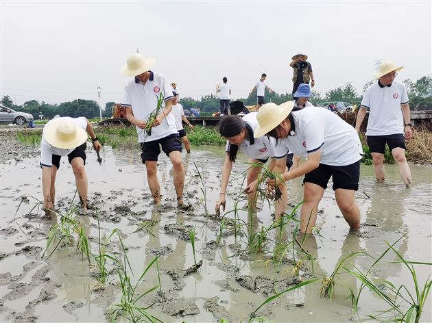 同学们下田插秧