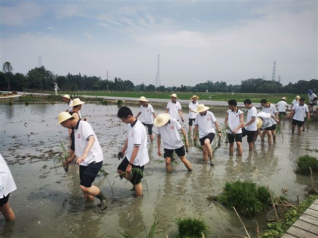 同学们下田插秧