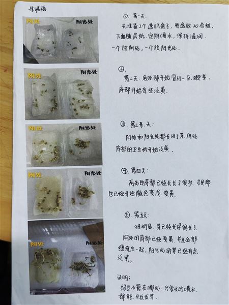 探究光对种子萌发和幼苗生长的影响