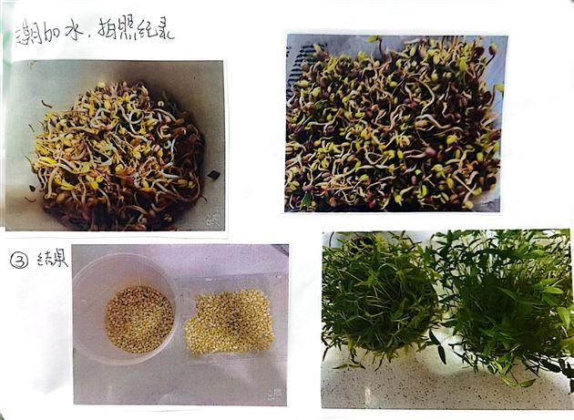 探究光对种子萌发和幼苗生长的影响