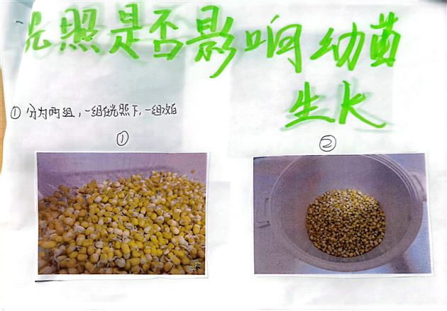 探究光对种子萌发和幼苗生长的影响