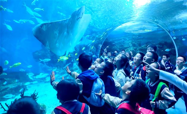 畅游海洋馆  探秘海世界——记棠外附小一、二年级秋季研学活动