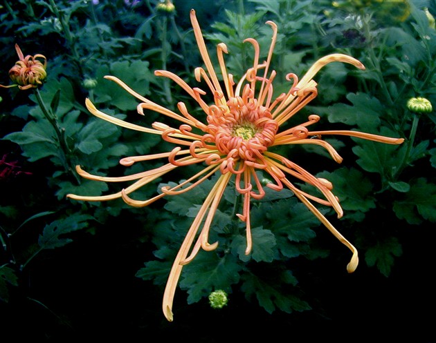 不是春光，胜似春光（二）</p><p>　　