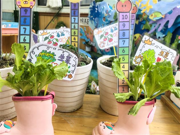棠湖仁智幼儿园开展“绿色小世界”植物角成果观摩活动