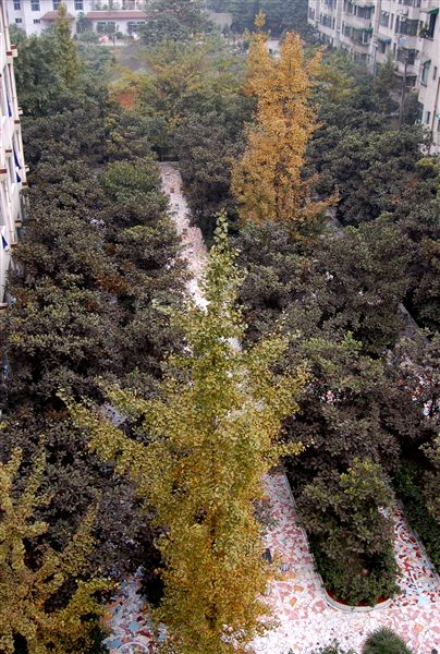 初冬的校园（三）