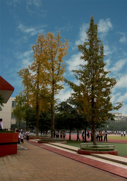 初冬的校园（四）