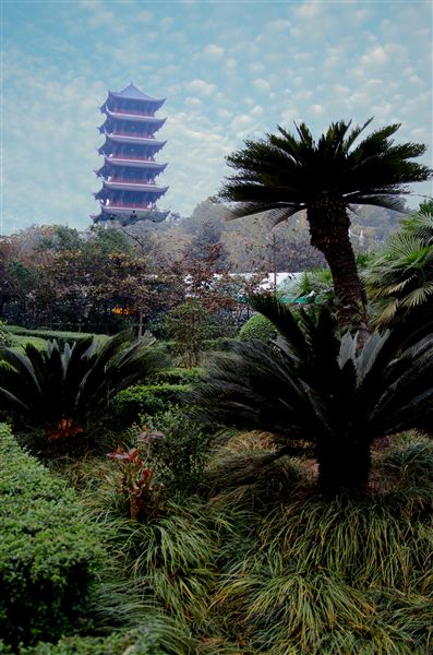 初冬的校园（七）