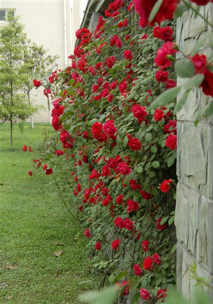 火红的五月(一)