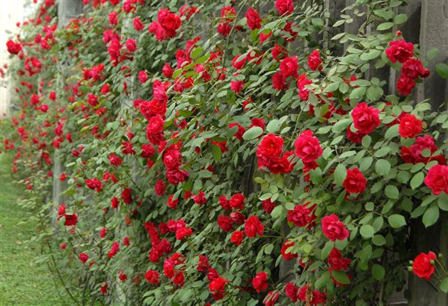 火红的五月(二)