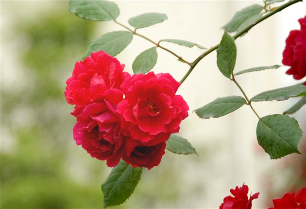 火红的五月(四)