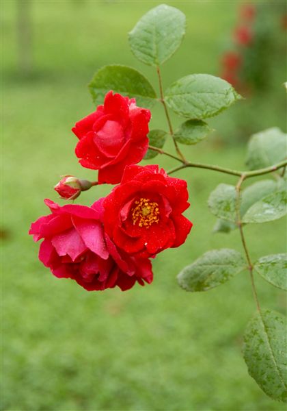 火红的五月(五)