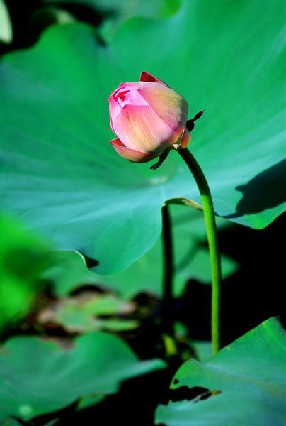 映日荷花别样红(八)