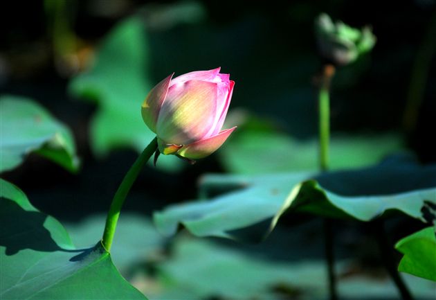 映日荷花别样红(九)