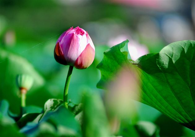 映日荷花别样红(十二)