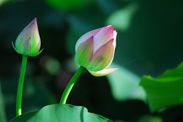 映日荷花别样红(十五)