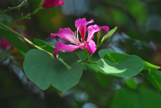 欢乐的童年(九)