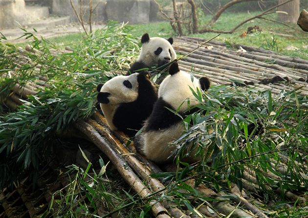 地震灾区学生赴菲律宾访问团参观成都大熊猫基地(四)