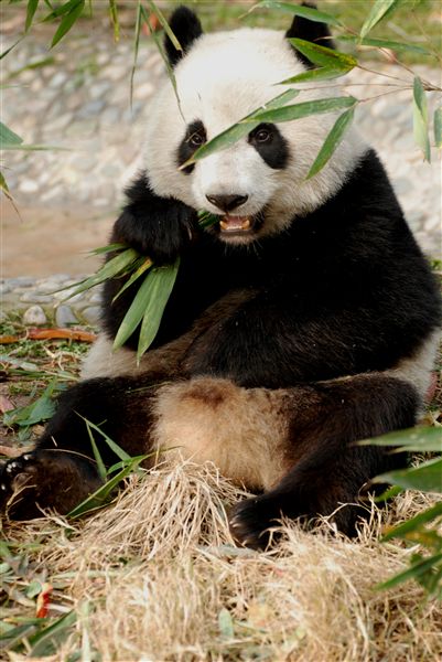 地震灾区学生赴菲律宾访问团参观成都大熊猫基地(五)