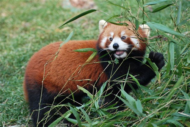 地震灾区学生赴菲律宾访问团参观成都大熊猫基地(六)