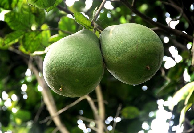 后皇嘉树，橘徕服兮1