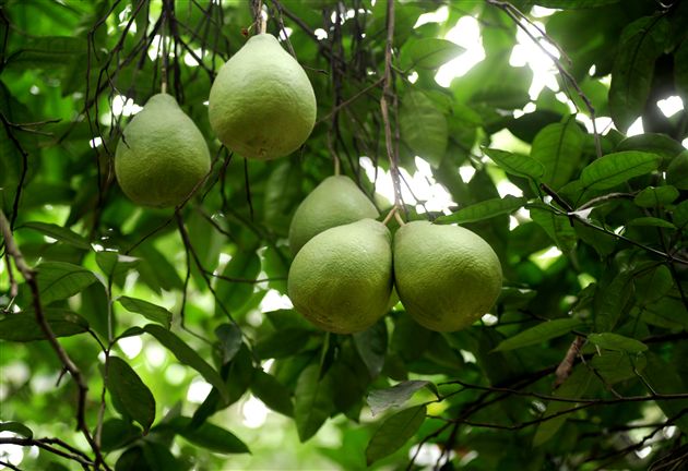 后皇嘉树，橘徕服兮2