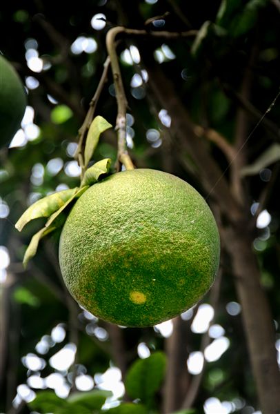 后皇嘉树，橘徕服兮3