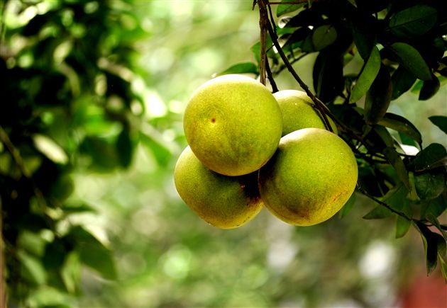 后皇嘉树，橘徕服兮4