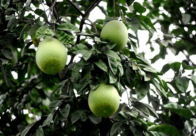 后皇嘉树，橘徕服兮5