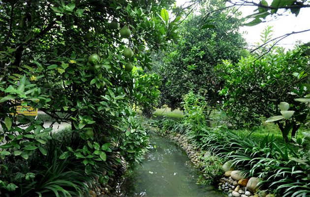 后皇嘉树，橘徕服兮9