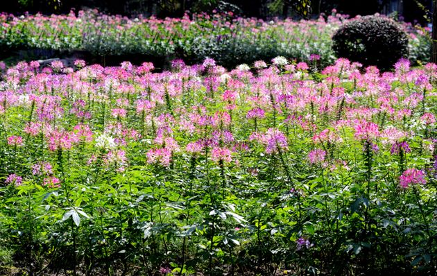 俏不银春，秋亦烂漫１