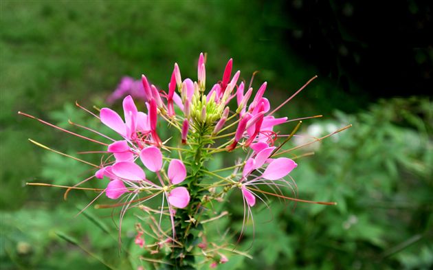 俏不银春，秋亦烂漫２