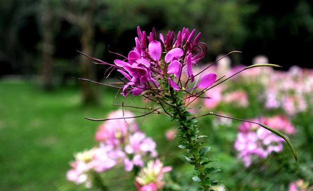 俏不银春，秋亦烂漫３