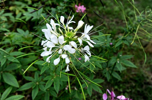 俏不银春，秋亦烂漫４