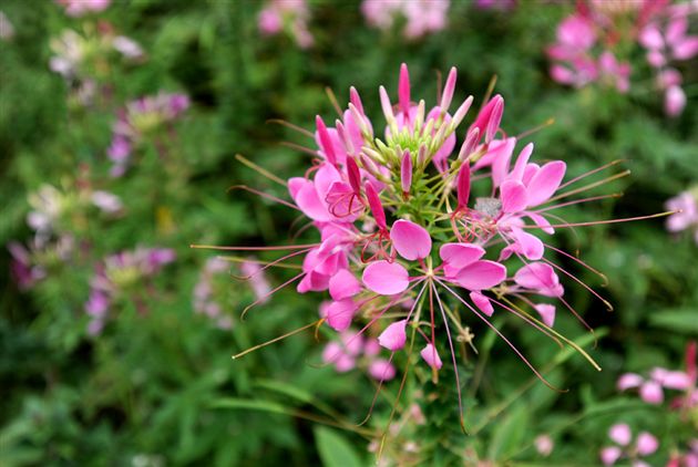 俏不银春，秋亦烂漫５