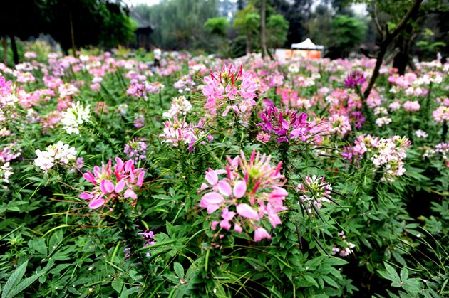 俏不银春，秋亦烂漫６