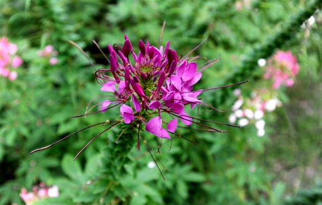 俏不银春，秋亦烂漫７