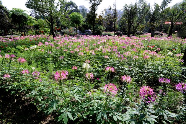 俏不银春，秋亦烂漫８