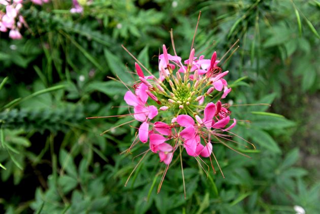 俏不银春，秋亦烂漫９