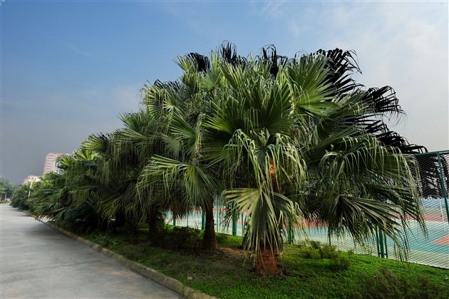 棠外、棠中校园秋色２