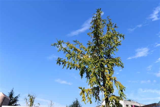 棠外、棠中校园秋色７