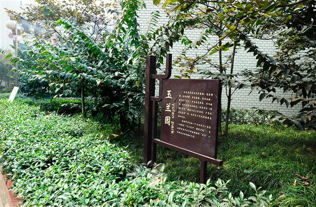 棠外、棠中校园秋色１２