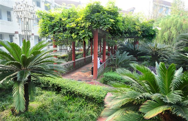 棠外、棠中校园秋色１３