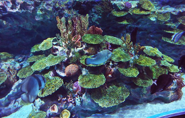 棠外PGA中美国际课程班社会实践活动3