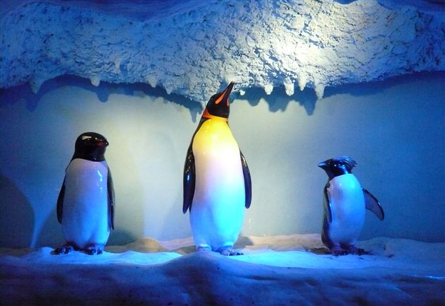 棠外PGA中美国际课程班社会实践活动6